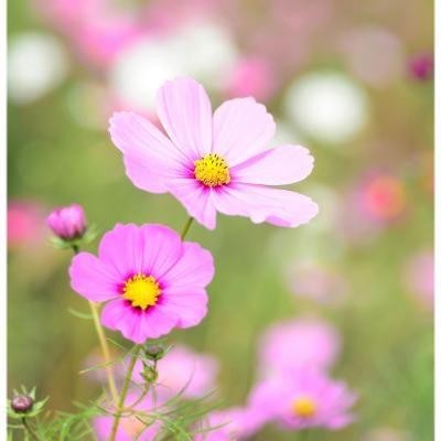 Cosmos Bipinnatus