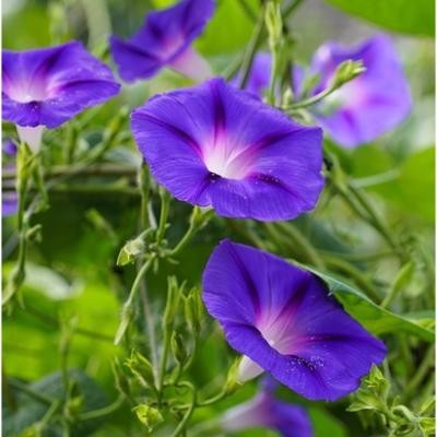 Ipomée Grimpante