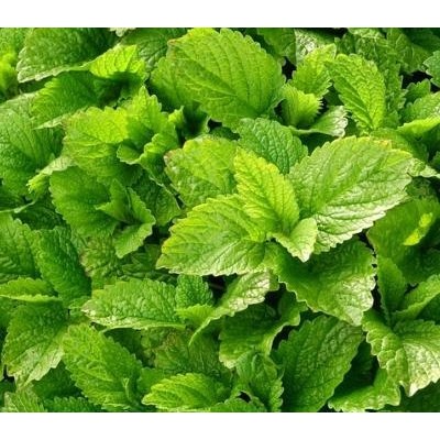 Mélisse Citronnelle