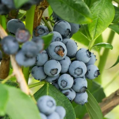 Myrtillier Blue Crop