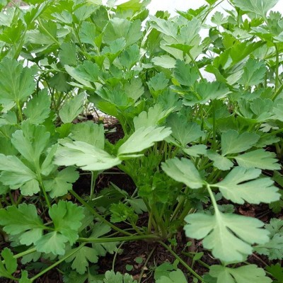 Persil Plat Geant D'Italie