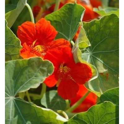 Capucine