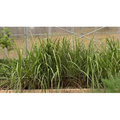 Citronelle