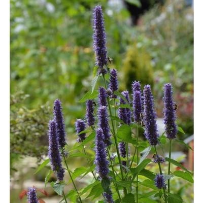 Agastache