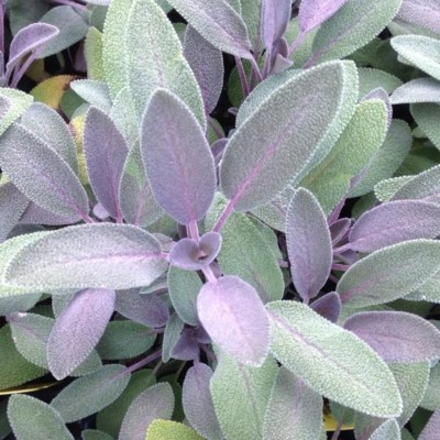 Sauge Officinale