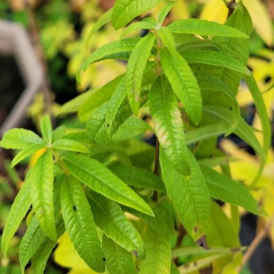Verveine Citronné