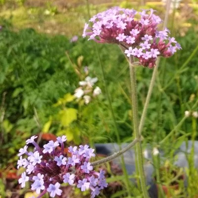 Verveine de Buenos Aires