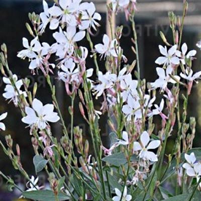 Gaura lindheimeri
