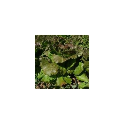 Batavia Rouge / lot de 10 mottes