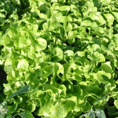 Feuille Chêne Blonde / lot de 10 mottes