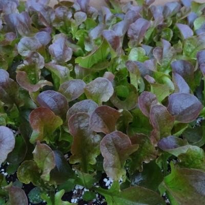 Feuille Chêne Rouge / lot de 10 mottes