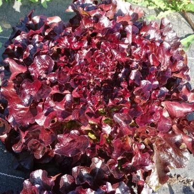 Feuille Chêne Rouge / lot de 10 mottes