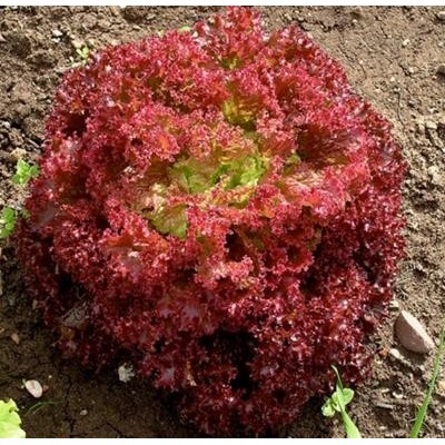 Lollo Rossa / lot de 10 mottes