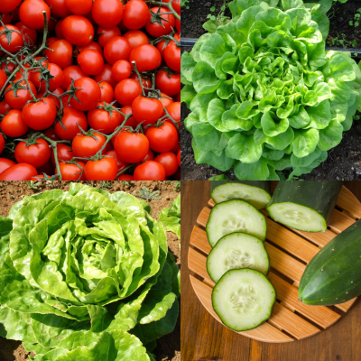 Pack Salade du Jardin