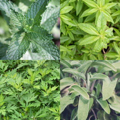 Pack Plantes Magiques
