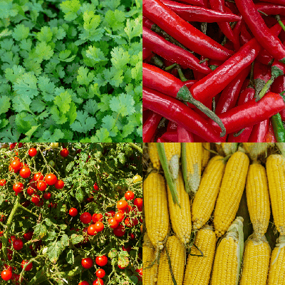 Pack Cuisine Mexicaine