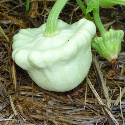 Semences Courge Patissons Blanc