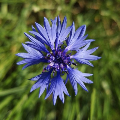 Semences Bleuet