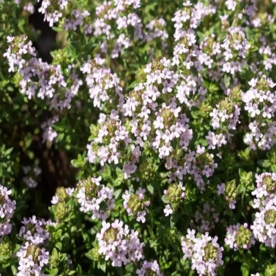 Semences Thym D'Hiver