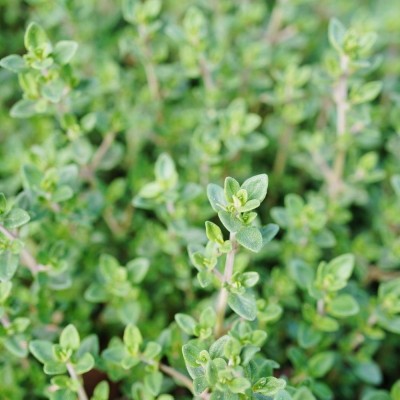 Semences Thym D'Hiver