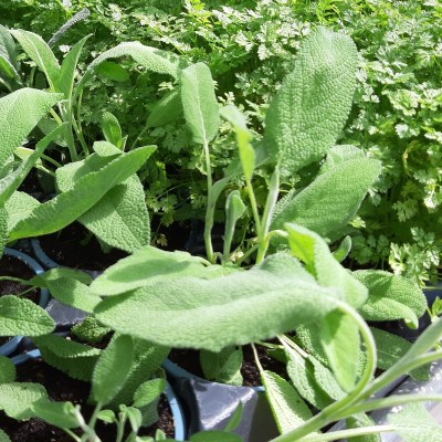 Semences Sauge Officinale