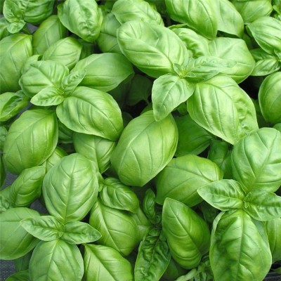 Semences Basilic