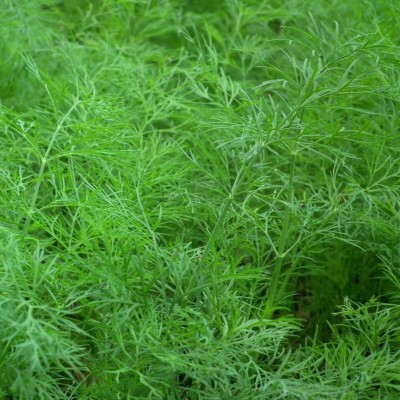 Semences Aneth Officinale