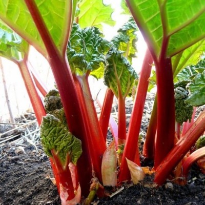 Rhubarbe côtes rouges Victoria