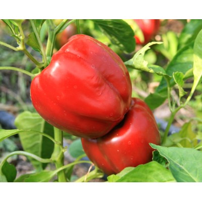 Poivron Yolo Wonder rouge