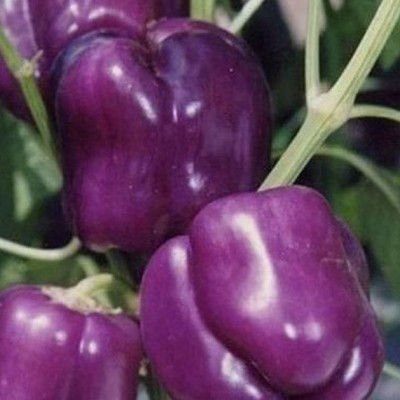 Poivron Violet Violeta