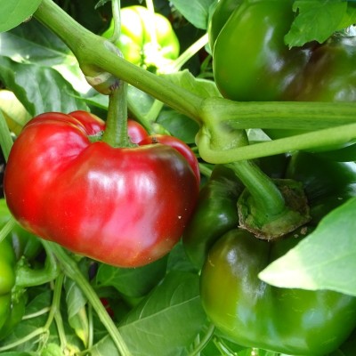 Poivron Tomate rouge