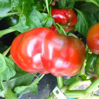 Poivron Tomate rouge