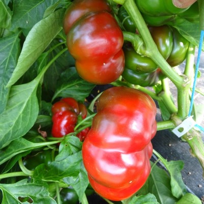 Poivron Tomate rouge
