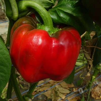 Poivron Quadrato d'Asti Rosso
