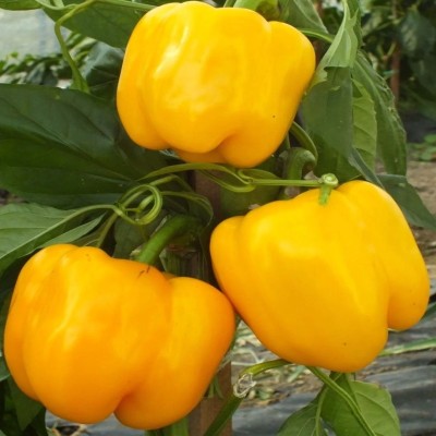 Poivron Quadrato d'Asti Giallo