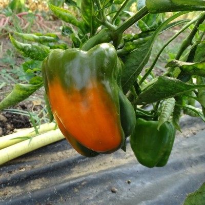 Poivron Orange Cubo