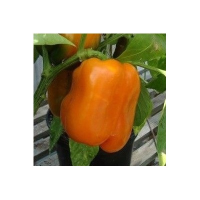 Poivron Orange Cubo