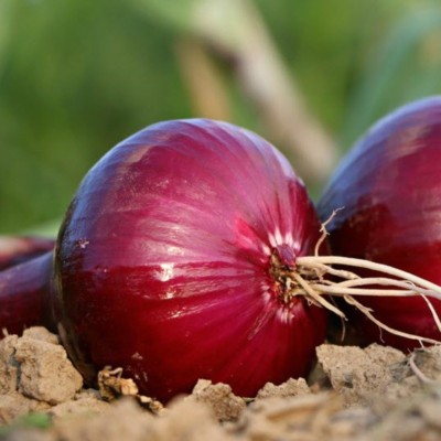 Oignon rouge / lot de 10 mottes (≃ 25plants)