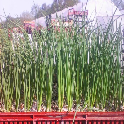 Oignon rouge / lot de 10 mottes (≃ 25plants)