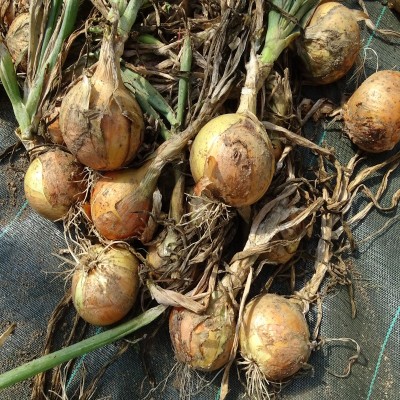 Oignon jaune Sturon / lot de 10 mottes (≃ 25plants)