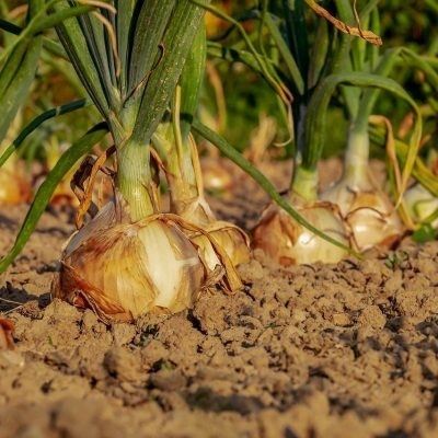 Oignon jaune Sturon / lot de 10 mottes (≃ 25plants)