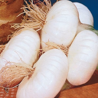 Oignon blanc / lot de 10 mottes