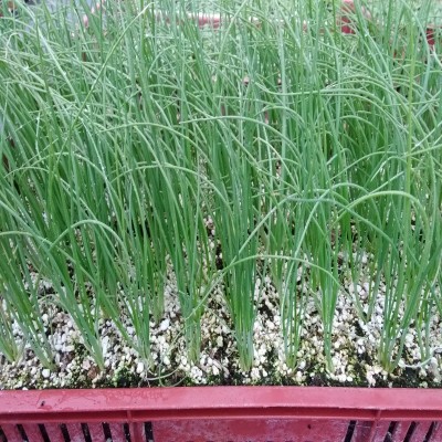 Oignon blanc / lot de 10 mottes