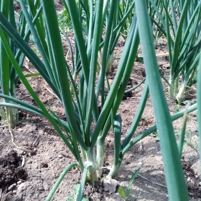 Oignon blanc / lot de 10 mottes