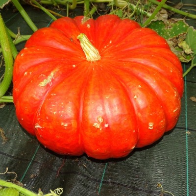 Courge Potiron Rouge d'Etamps