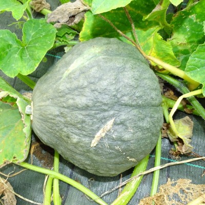 Courge Potimarron vert Hokkaido