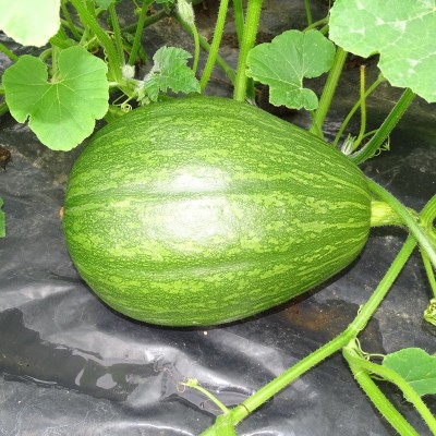 Courge Pleine de Naples