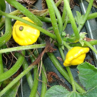 Courge Patisson Jaune Lillesol