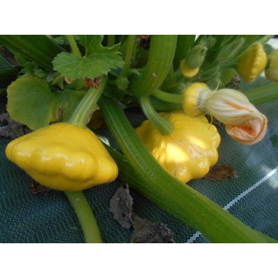 Courge Patisson Jaune Lillesol