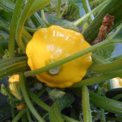 Courge Patisson Jaune Lillesol